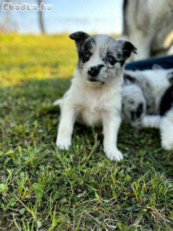 Eladó Border Collie