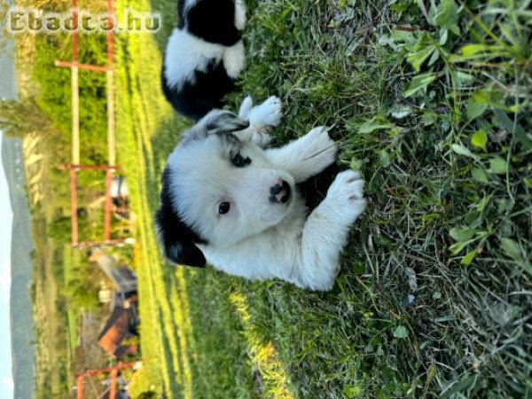 Eladó Border Collie