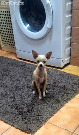 Csivava kislány 6 hónapos