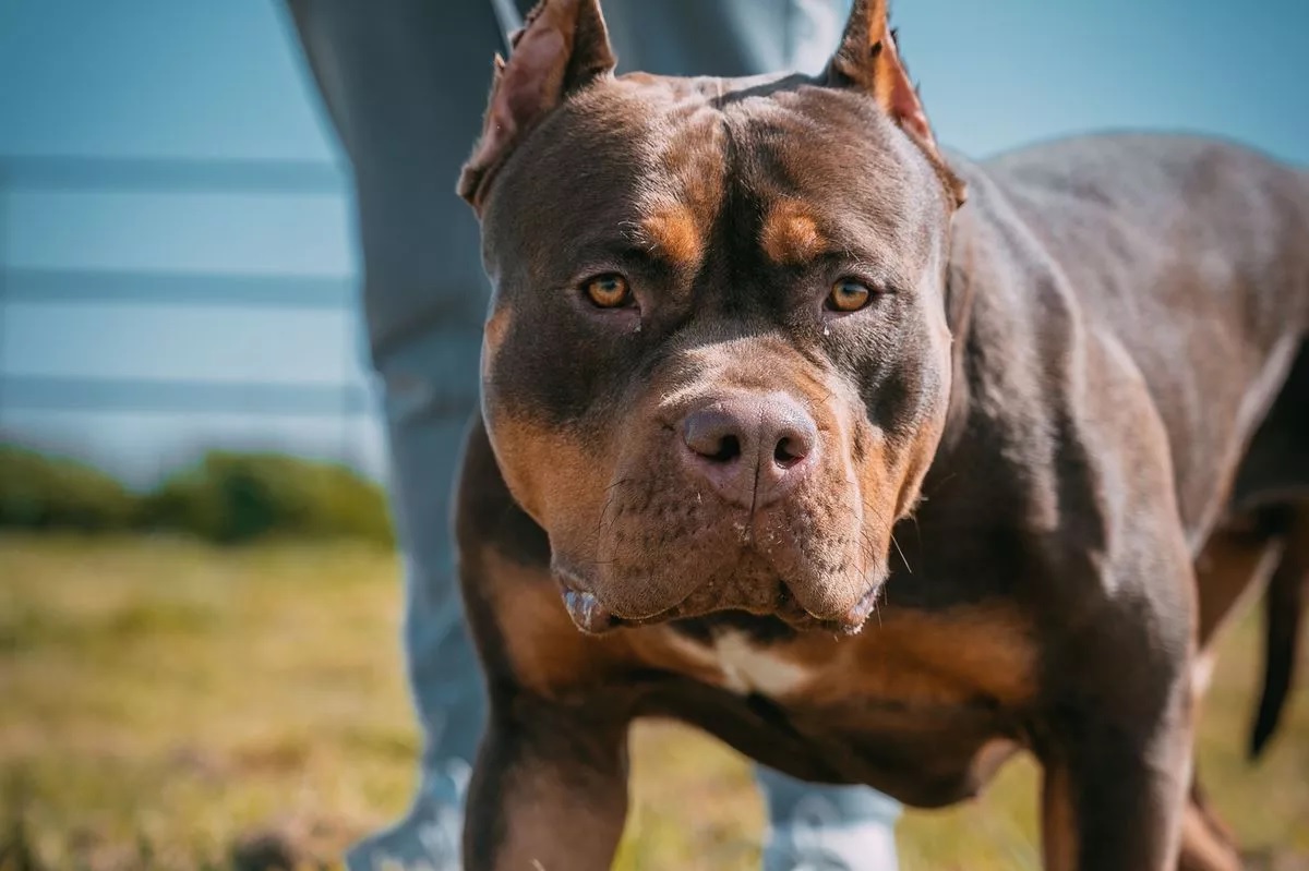 Gyerekek szeme láttára támadt a kutya