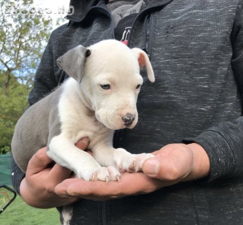 Amerikai staffordshire terrier kiskutyák