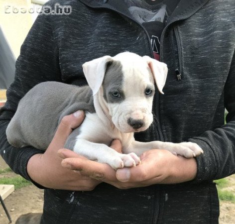 Amerikai staffordshire terrier kiskutyák