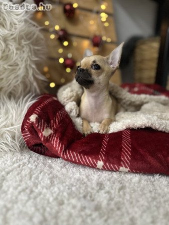 Gyönyörű csivava kislány