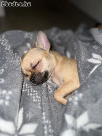 Gyönyörű csivava kislány