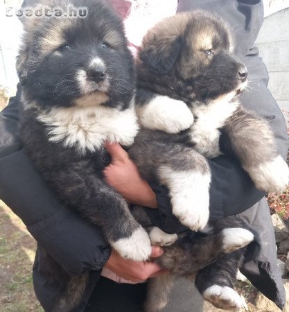 Kaukázusi juhászkutya