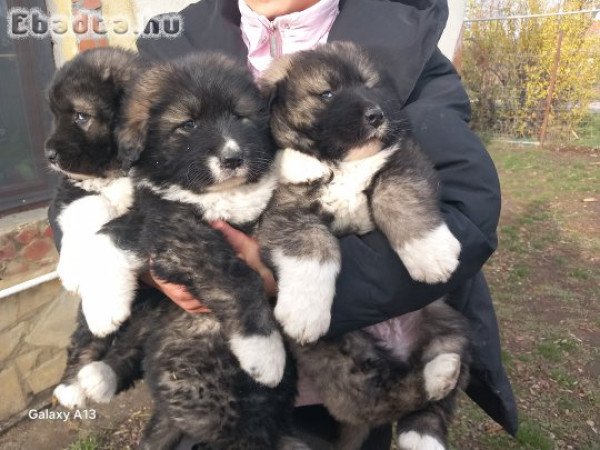 Kaukázusi juhászkutya