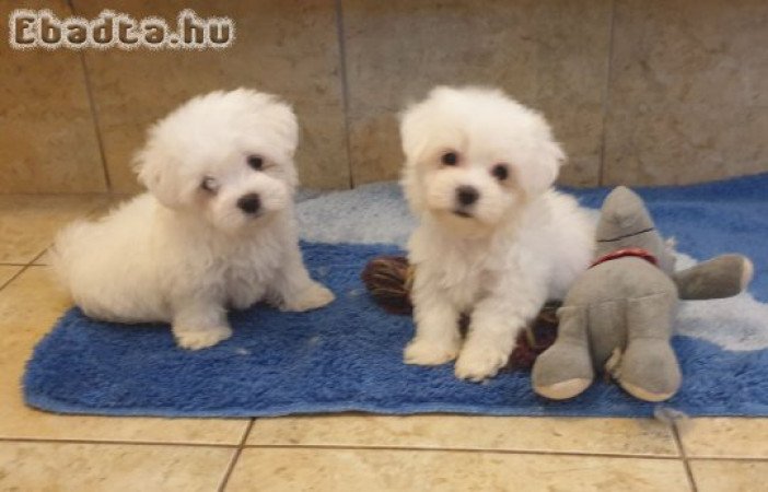 Fajtiszta, gyönyörű máltai selyem kislány eladó