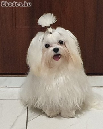 Fajtiszta, gyönyörű máltai selyem kislány eladó