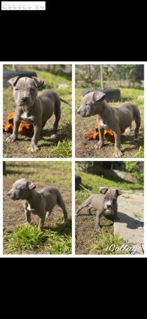 Amerikai Stafford Kiskutyák