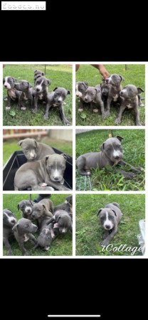 Staffordshire terrier
