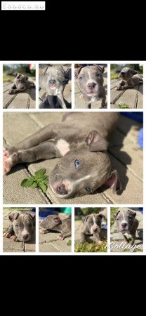 Staffordshire terrier