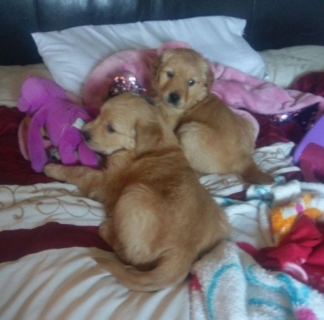 Golden Retriever kölykök