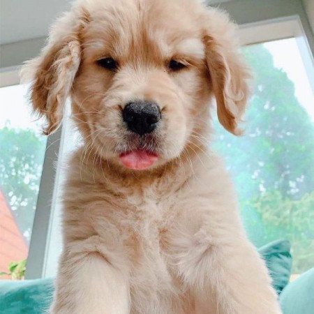 Golden Retriever kölykök