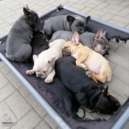 AKC Francia Bulldog kölykök