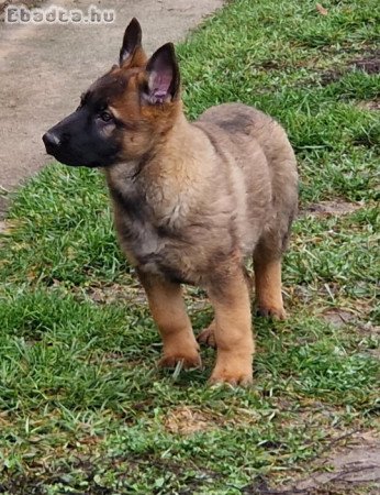 Német juhászkutyák