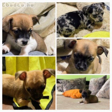 ✨ Csivava babák gazdit keresnek! ✨