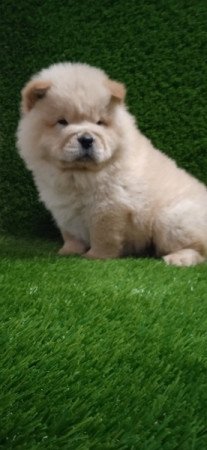 Chow-chow