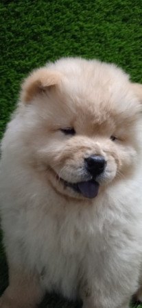 Chow-chow