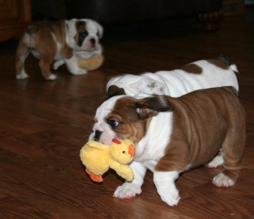 Angol bulldog kölykök