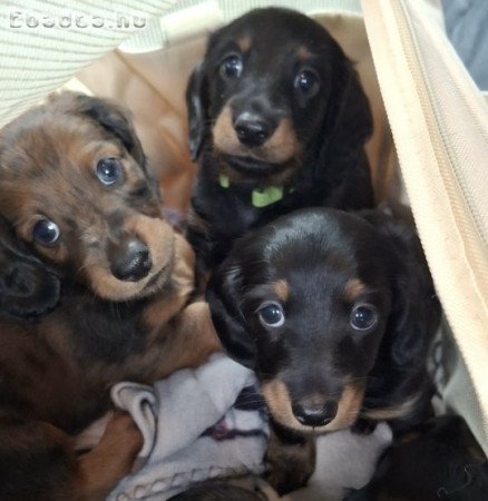 Hosszúszőrű törpetacskó kan