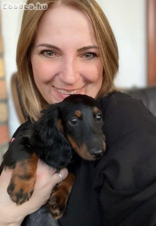 Hosszúszőrű törpetacskó kan