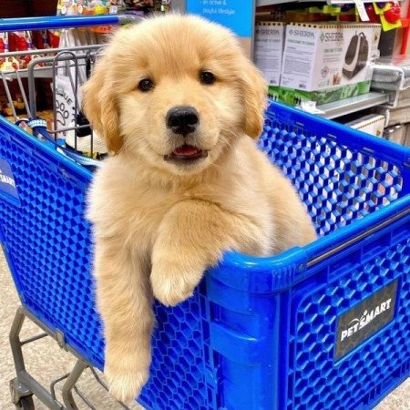 Golden Retriever kölykök