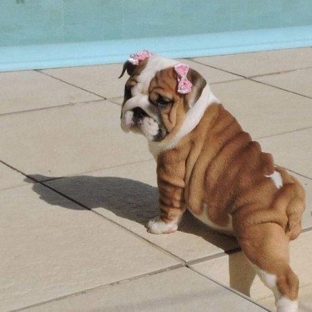 Angol bulldog kölykök