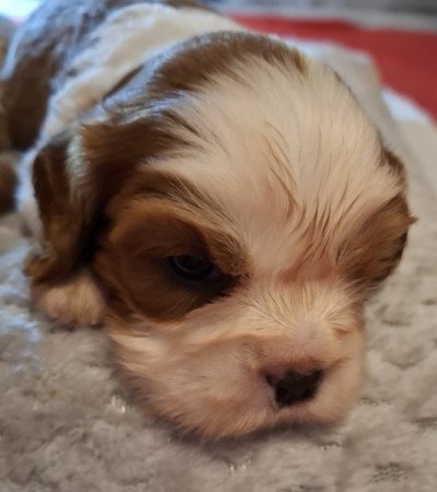 Cavalier King Charles spániel