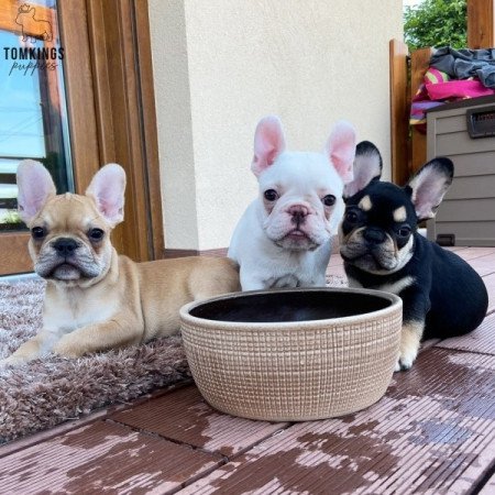 AKC Francia Bulldog kölykök