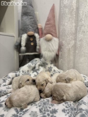 Golden retriever kutyusok