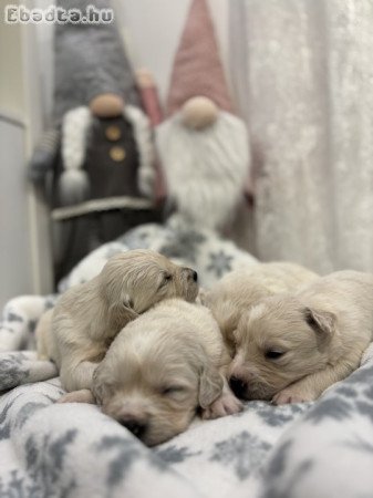 Golden retriever kutyusok