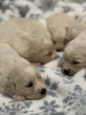 Golden retriever kutyusok