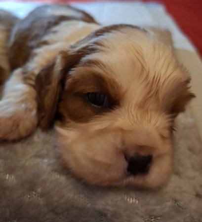 Cavalier King Charles spániel