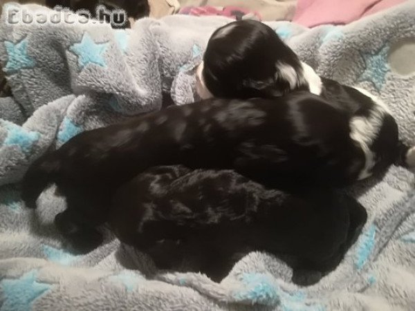 Angol Cocker Spániel kölykök gazdit keresnek