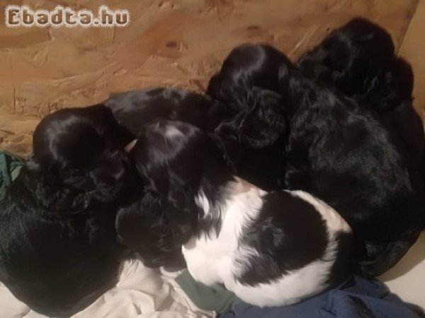 Angol Cocker Spániel kölykök gazdit keresnek