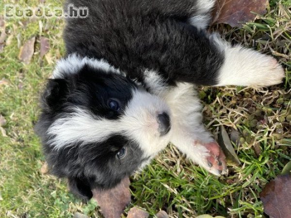 Border Collie kölykök
