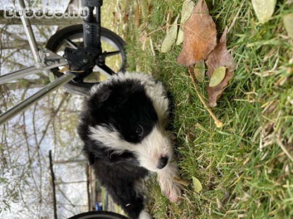 Border Collie kölykök