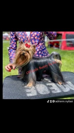 Yorkshire terrier