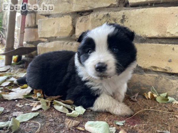 Border Collie kölykök