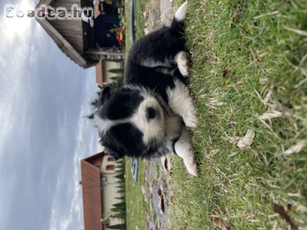Border Collie kölykök