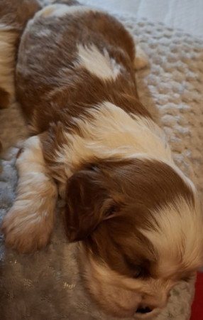 Cavalier King Charles spániel