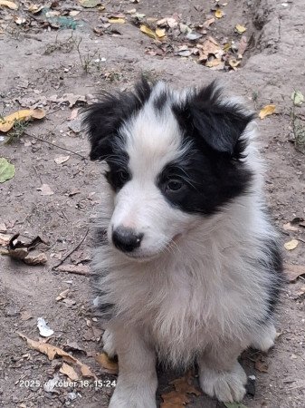 Border Collie kiskutya eladó