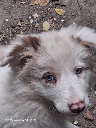 Border Collie kiskutya eladó