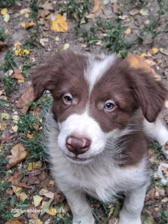 Border Collie kiskutya eladó