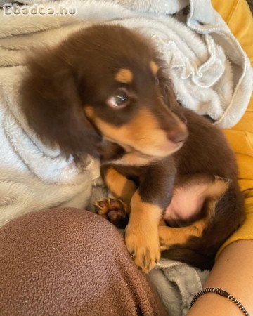 Dachshund Puppies for adoption and rehoming