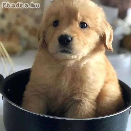 Golden Retriever puppies for sale