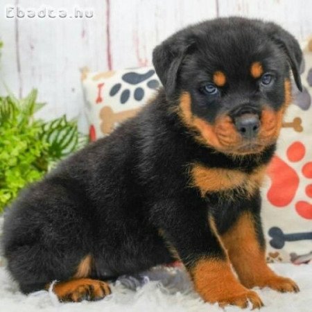 Registered Big bone Rottweiler puppy for sale