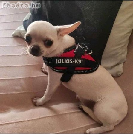 Pure breed Chihuahua puppies for rehoming