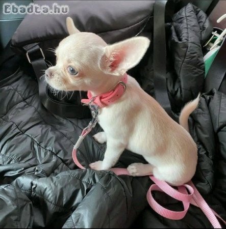 Pure breed Chihuahua puppies for rehoming