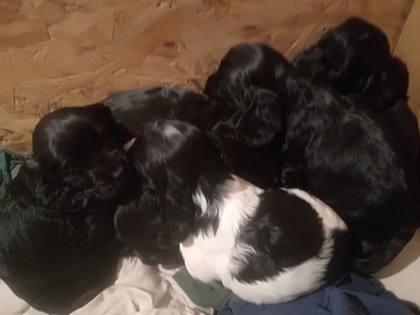 Angol Cocker Spániel